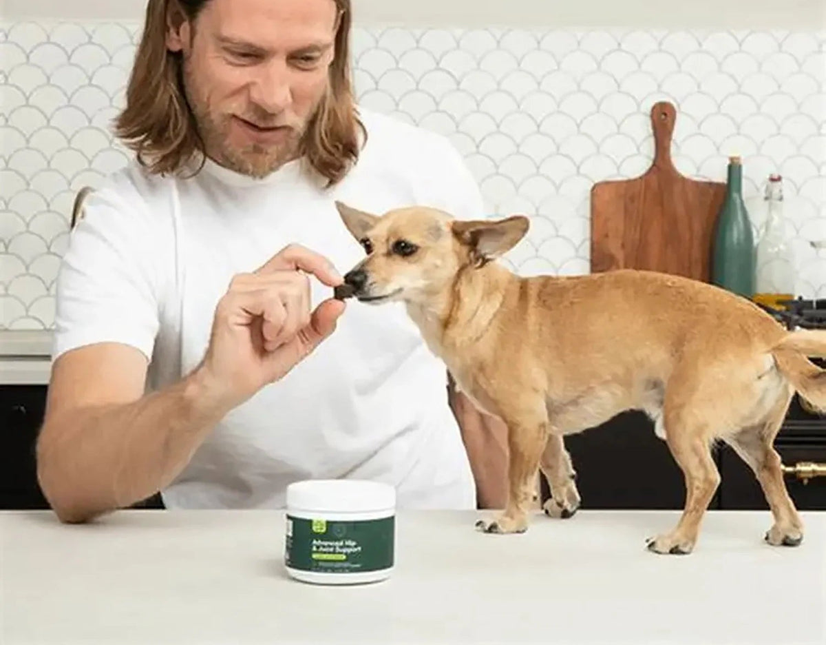 Owner hand-feeding a soft chew to a small dog