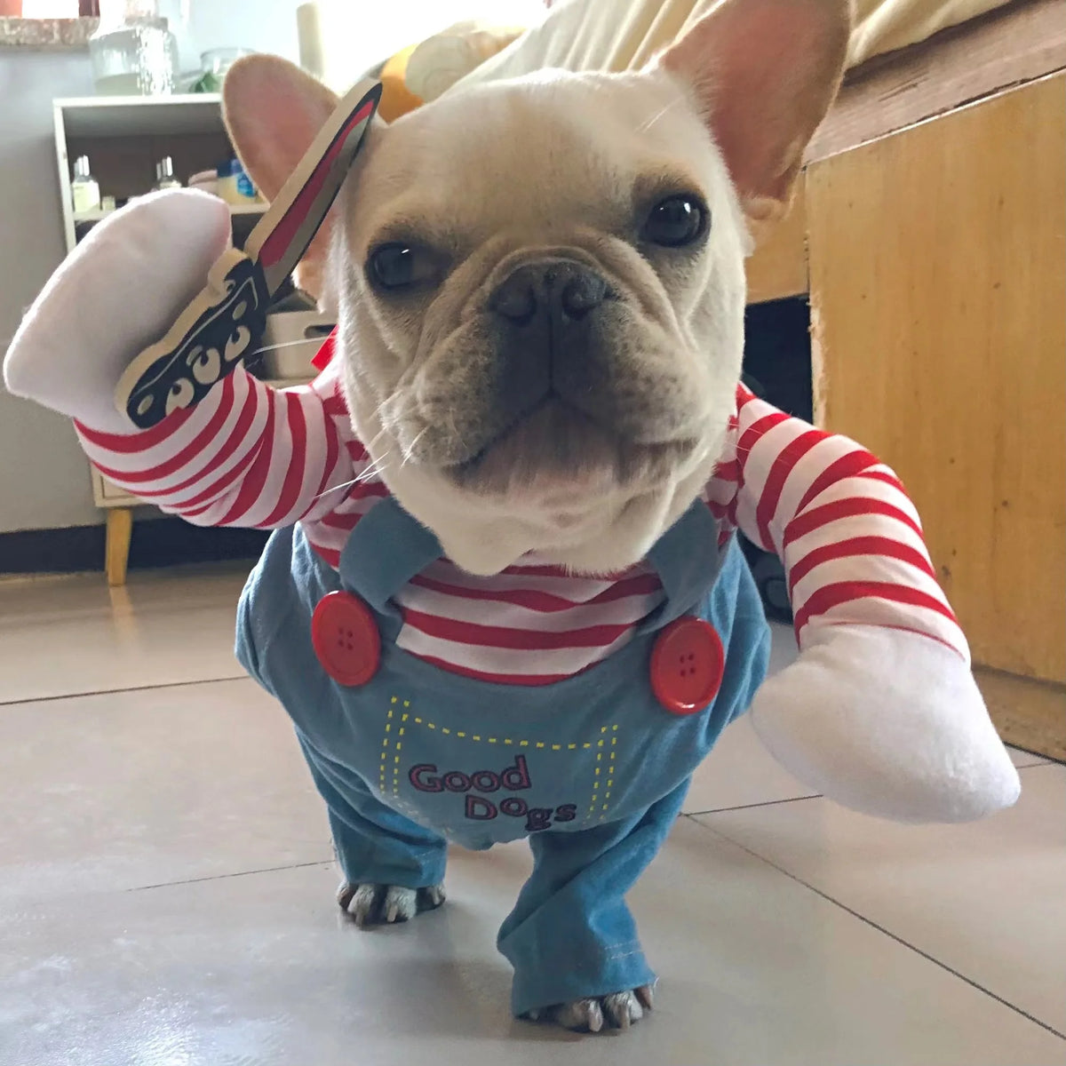 Halloween dog costume